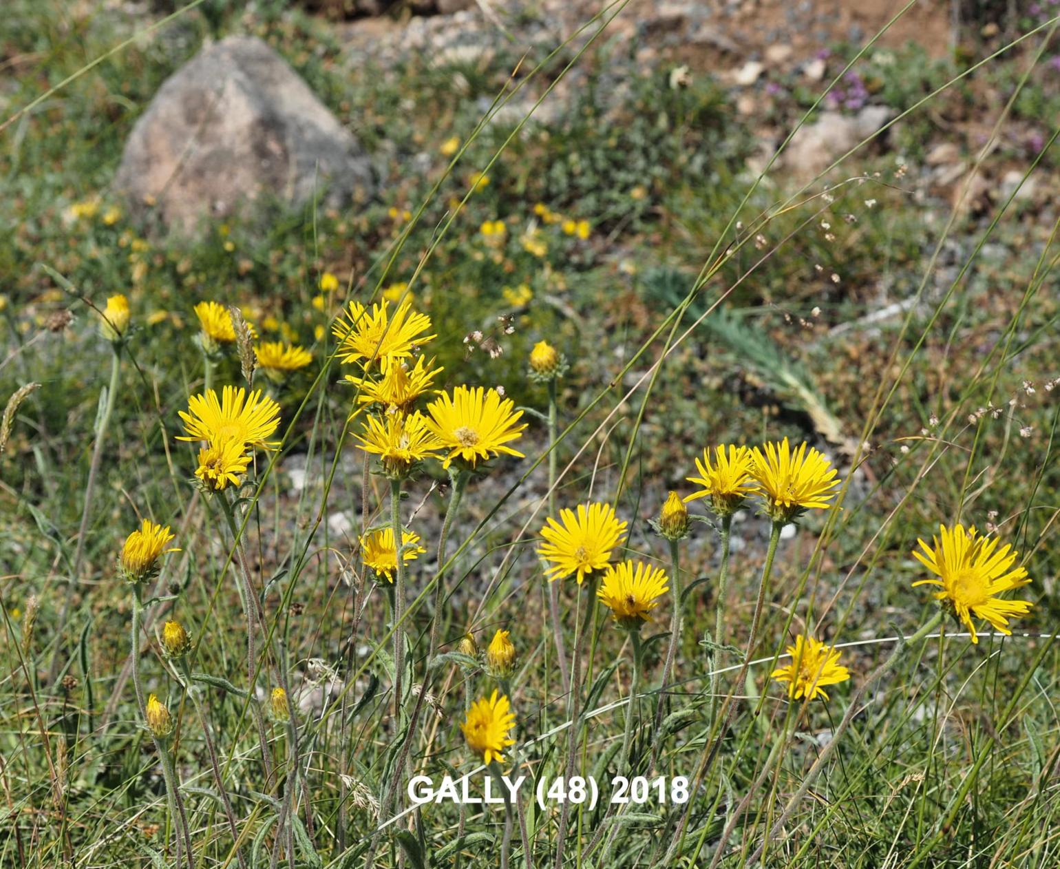 Inula, Mountain